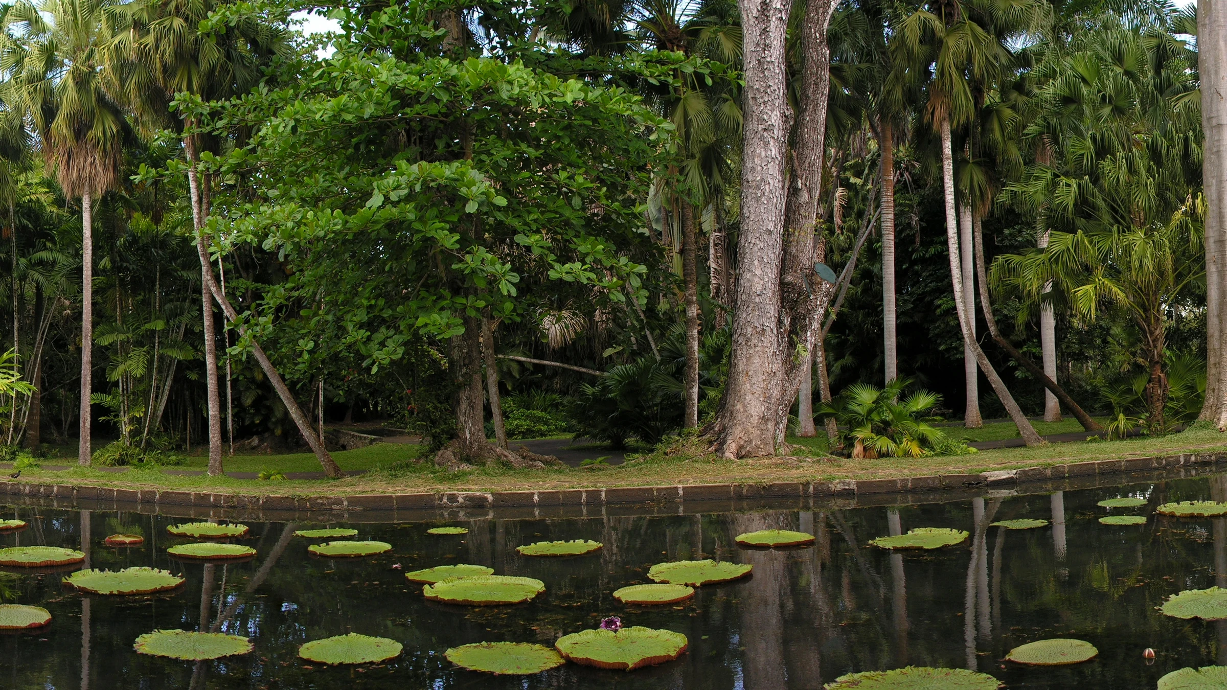 The water lily pond and trees at Pamplemousses Botanic Garden