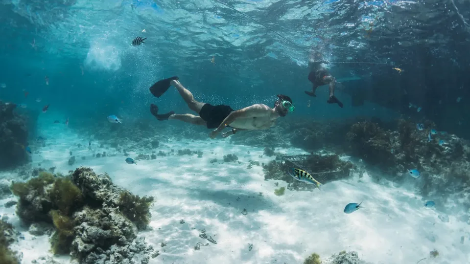 Snorkeleurs au-dessus du récif mauricien