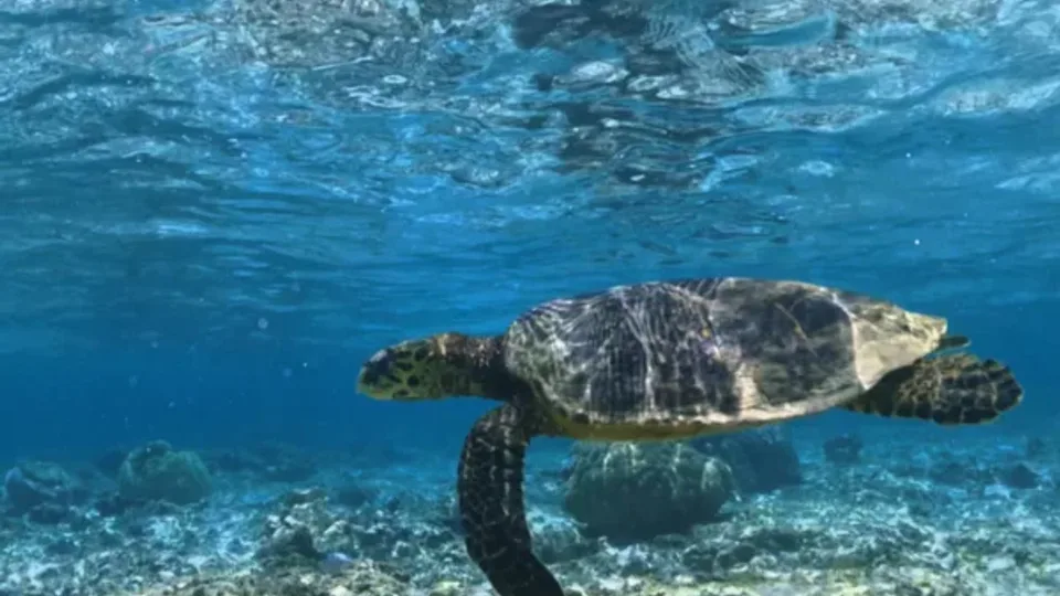 Tortuga marina sobre el arrecife de Mauricio