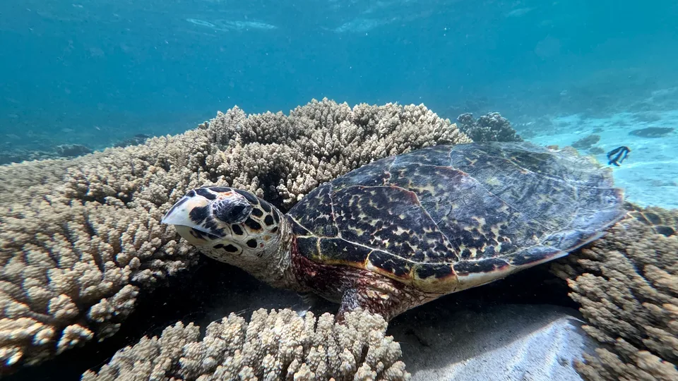 Sea turtle over the reef in Mauritius