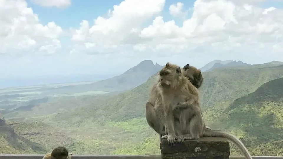 Macaques à un point de vue de Black River Gorges